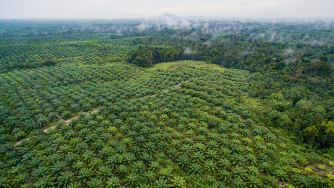 Vista aérea de plantação de plama de óleo