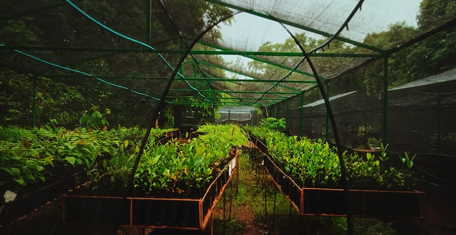 Estufa com plantas
