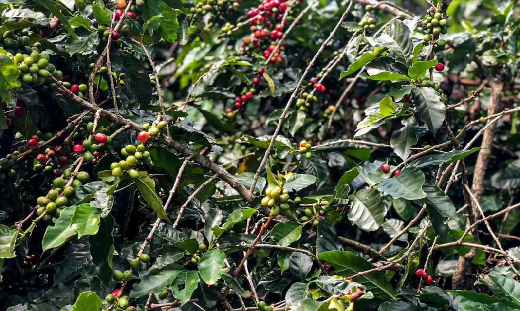 Cafezal