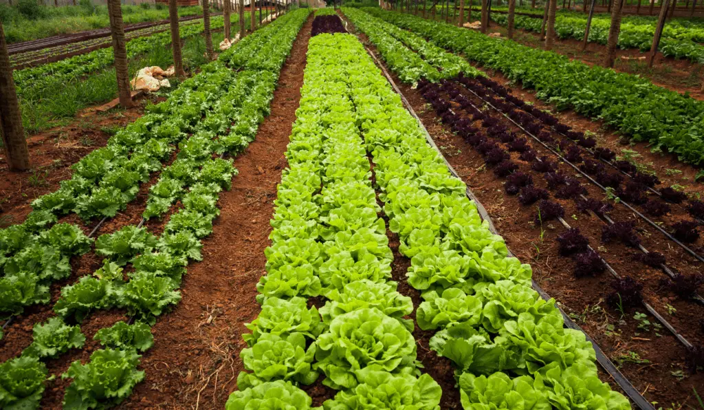 Plantação de hortaliças