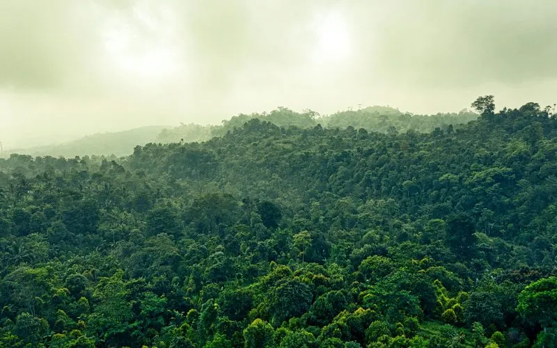 Vista arérea da floresta
