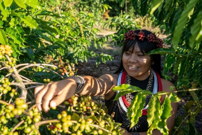 Indígena em plantação de café