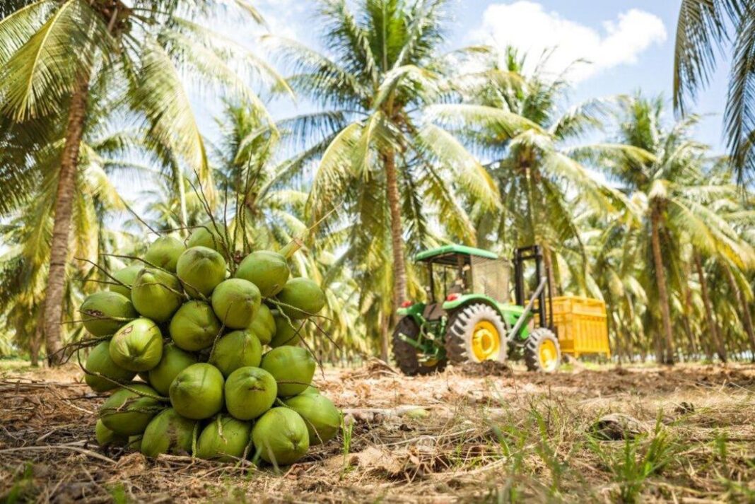 Plantação de Côco