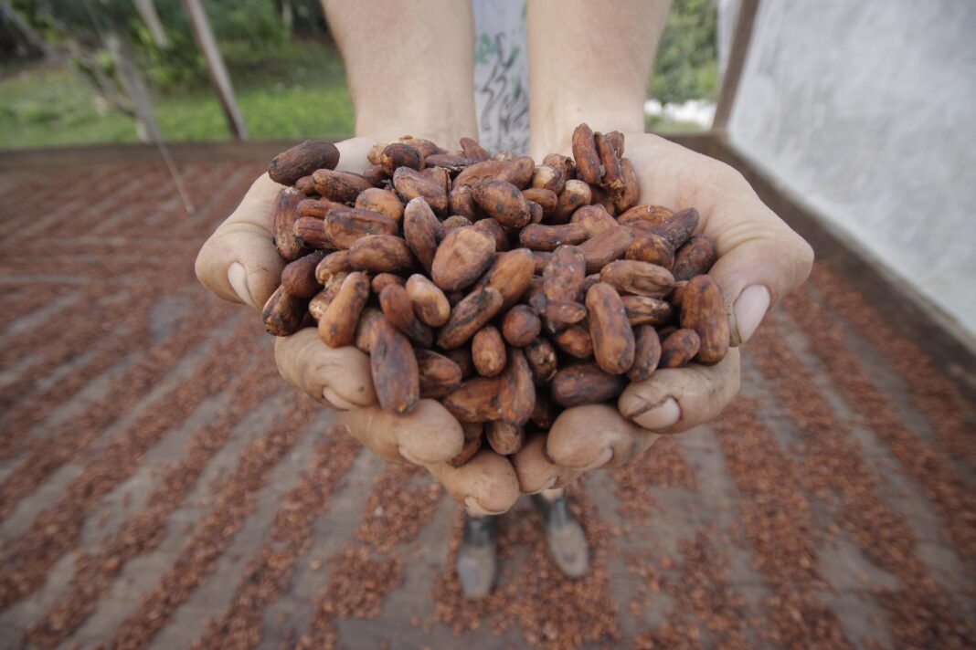 Mulher com sementes de cacau nas mãos