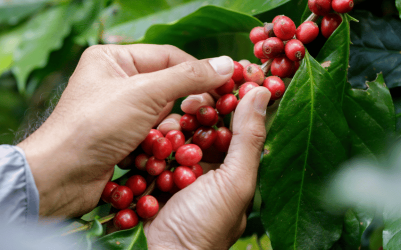 Graõs de café entre as mãos