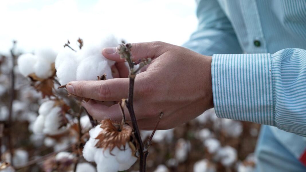 Plantação de algodão