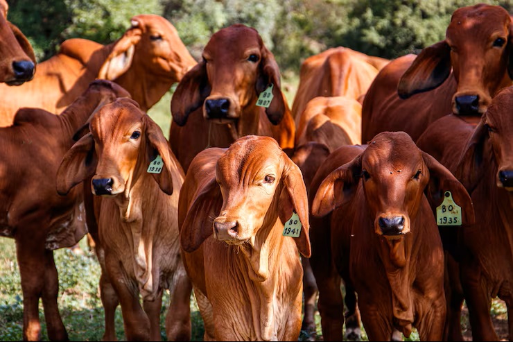 Rebanho Zebu