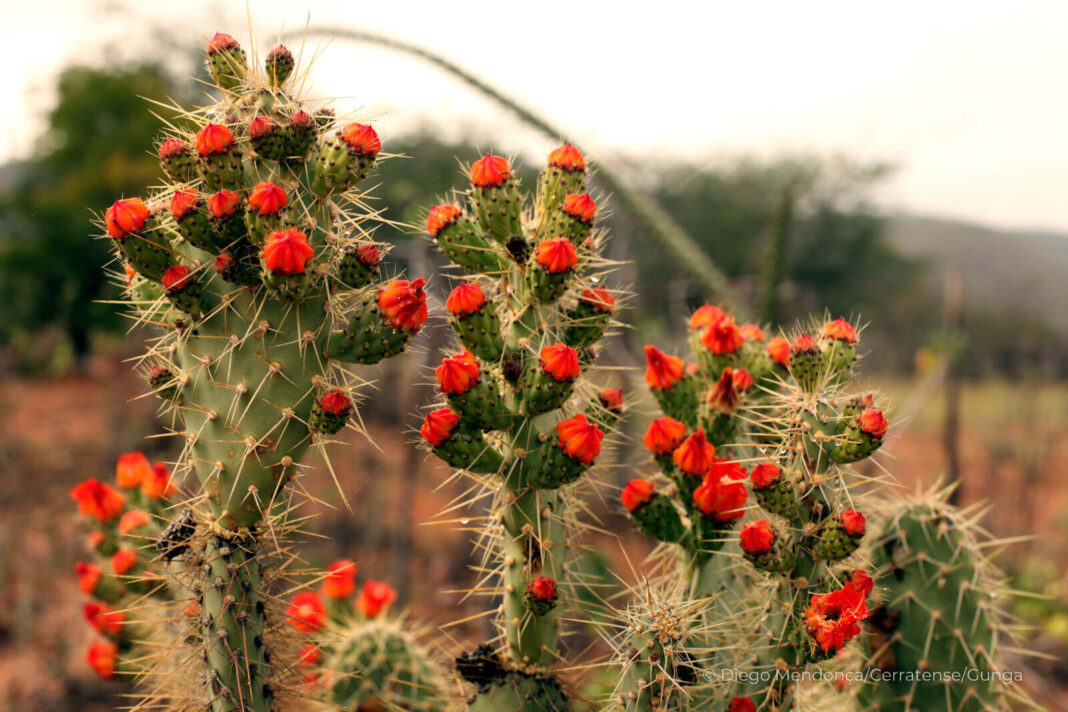 Vegetação de caatinga