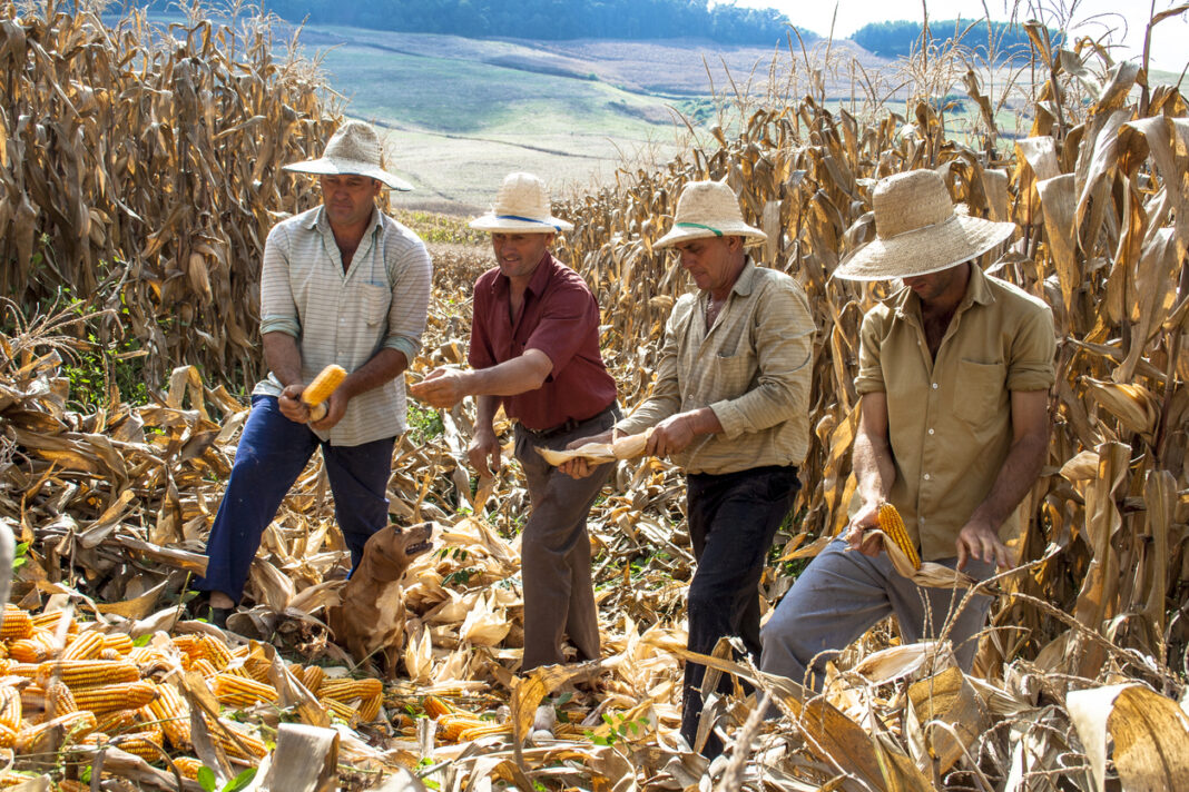 Trabalhadores na colheita de milho