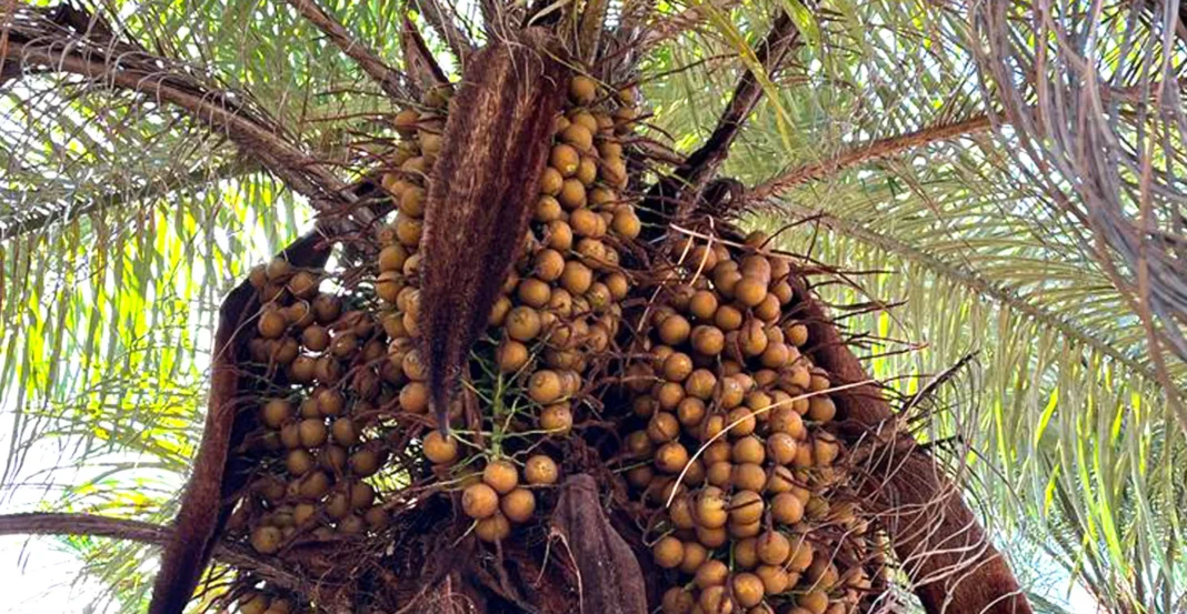 Arvore de macauba