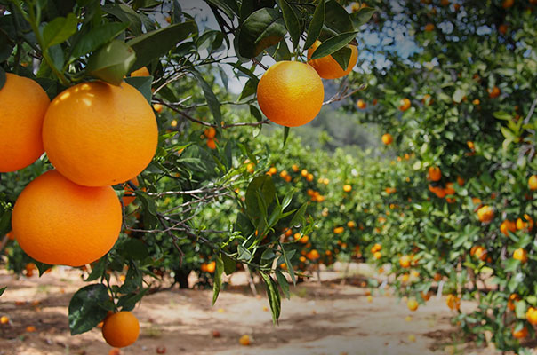 Lavoura de laranja